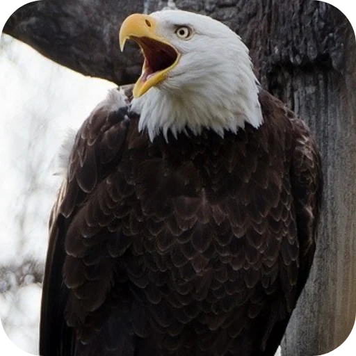 🐦 Стикер «Eagles» для Telegram