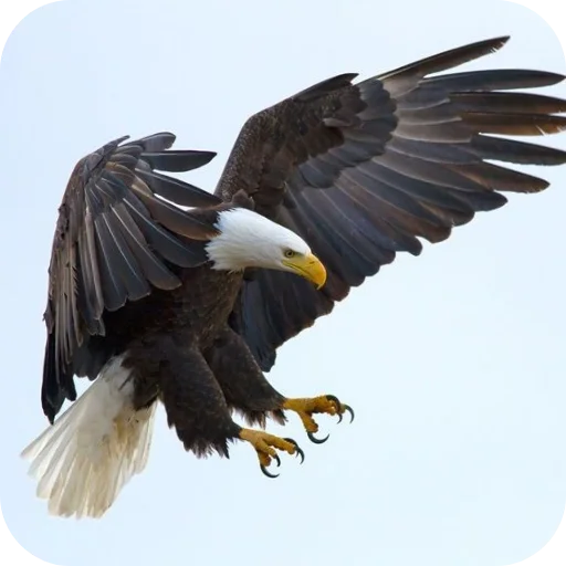 🔥 Стикер «Eagles» для Telegram
