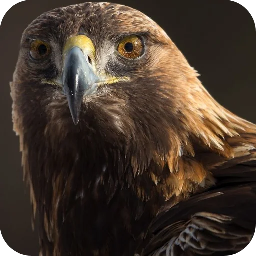 🔥 Стикер «Eagles» для Telegram