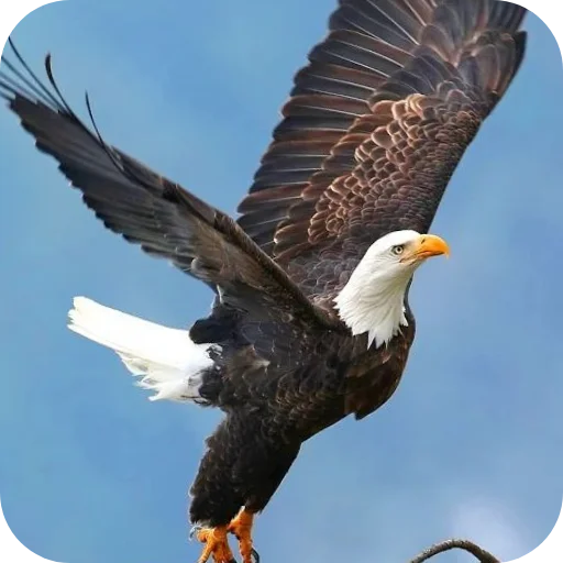 🦅 Стикер «Eagles» для Telegram