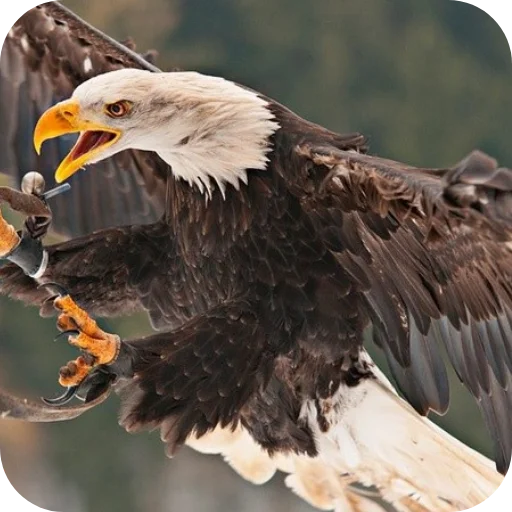 🦅 Стикер «Eagles» для Telegram