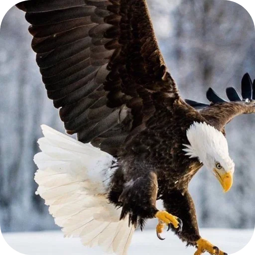 🦅 Стикер «Eagles» для Telegram