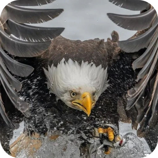 🦅 Стикер «Eagles» для Telegram