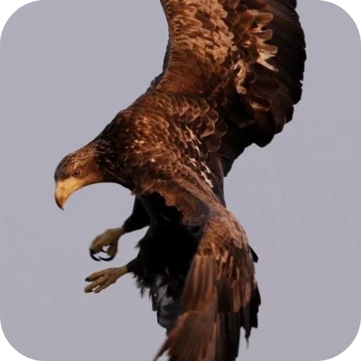 🔥 Стикер «Eagles» для Telegram