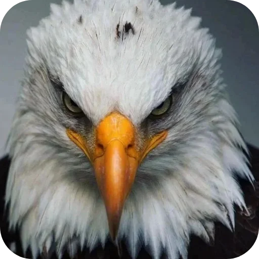 🔥 Стикер «Eagles» для Telegram