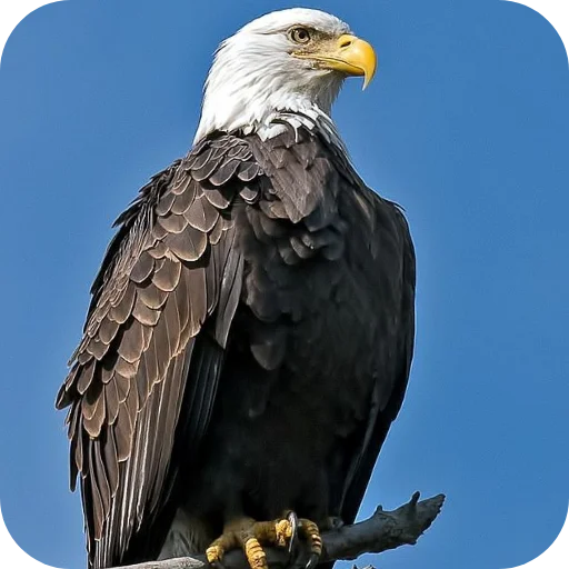 🔥 Стикер «Eagles» для Telegram