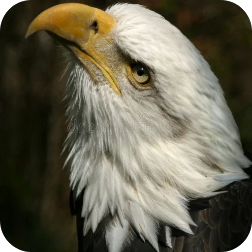 🐦 Стикер «Eagles» для Telegram
