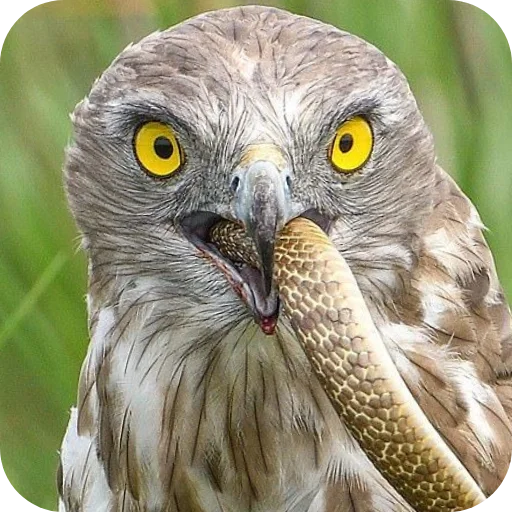🐦 Стикер «Eagles» для Telegram