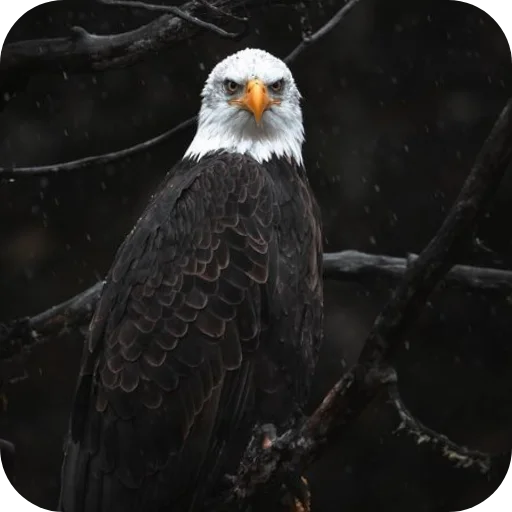 🔥 Стикер «Eagles» для Telegram