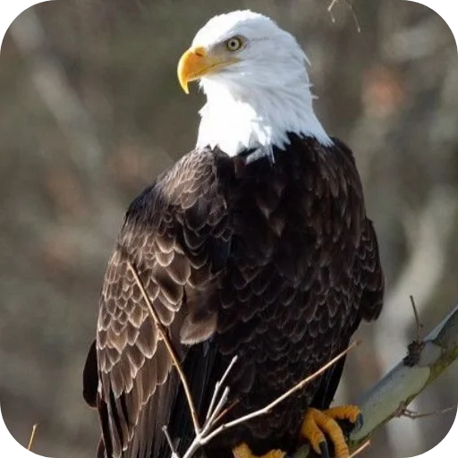🔥 Стикер «Eagles» для Telegram