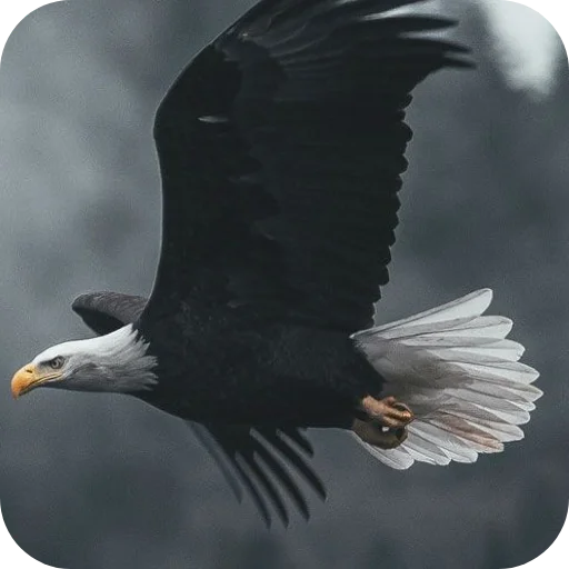 🐦 Стикер «Eagles» для Telegram