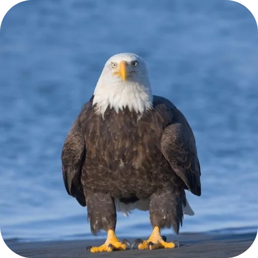 🐦 Стикер «Eagles» для Telegram