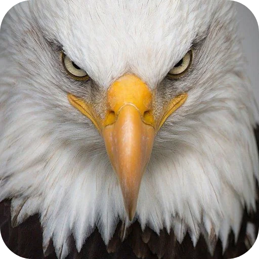 😠 Стикер «Eagles» для Telegram