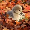 🤩 Эмодзи «⠀ ⠀ ⠀ Осенний вайб» для Telegram