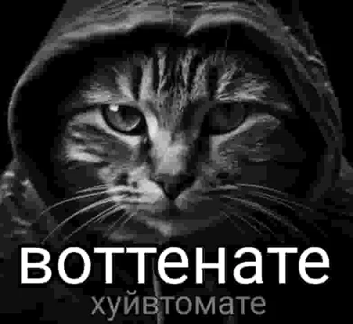 🧐 Стикер «Окак» для Telegram
