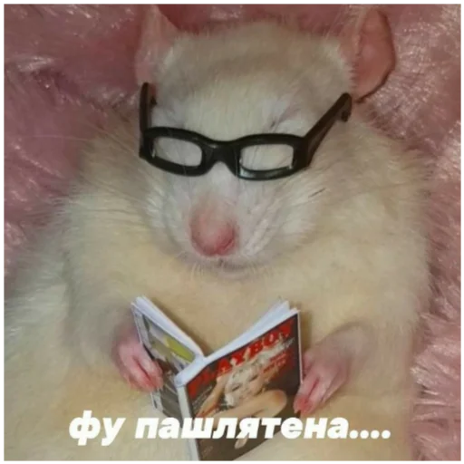 😎 Стикер «Отборное мясо 2.0» для Telegram