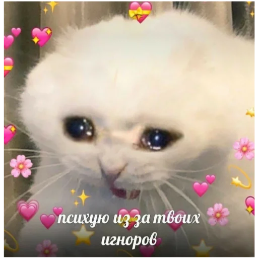 🥺 Стикер «Отборное мясо 2.0» для Telegram