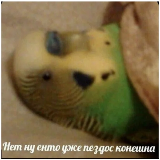 🥴 Стикер «Отборное мясо 2.0» для Telegram