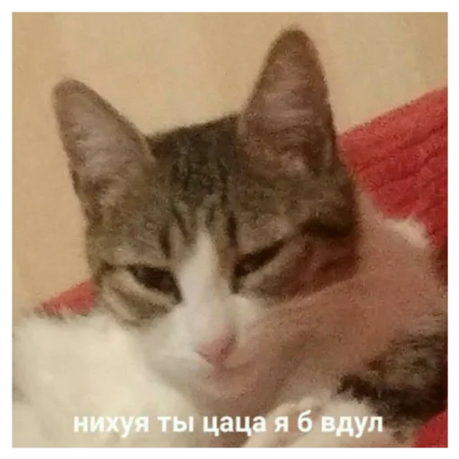 🥰 Стикер «Отборное мясо 2.0» для Telegram