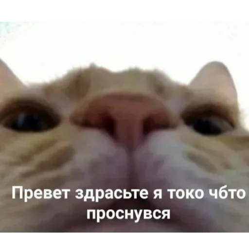 👋 Стикер «Отборное мясо 2.0» для Telegram