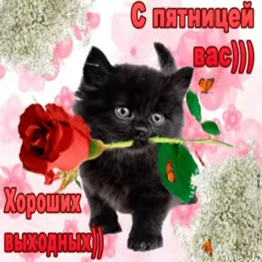 🌹 Стикер «Открытки из одноклассников» для Telegram