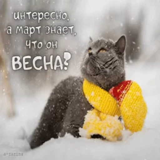 ❄️ Стикер «Открытки из одноклассников» для Telegram