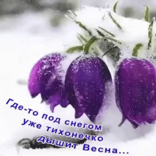 🥀 Стикер «Открытки из одноклассников» для Telegram