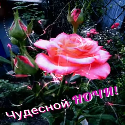 🌃 Стикер «Открытки из одноклассников» для Telegram