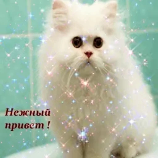 👋 Стикер «Открытки из одноклассников» для Telegram