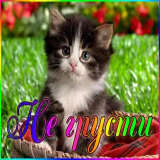 ☺ Стикер «Открытки из одноклассников» для Telegram