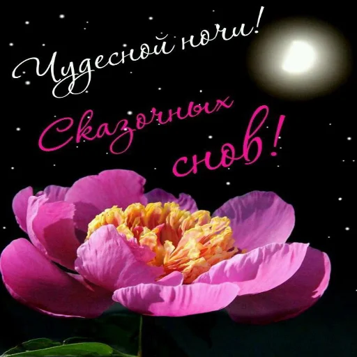🌙 Стикер «Dobrogo» для Telegram