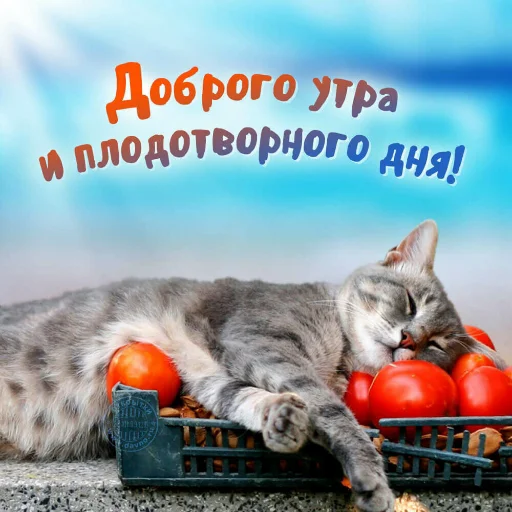 🌞 Стикер «Dobrogo» для Telegram