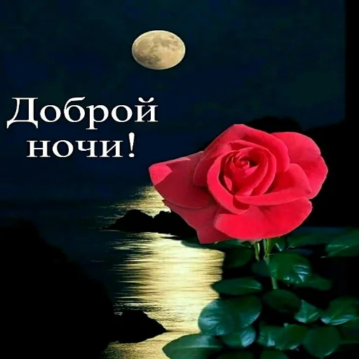 🌙 Стикер «Dobrogo» для Telegram