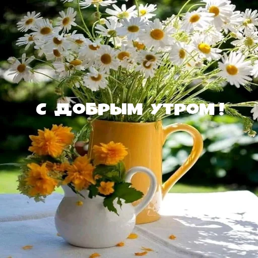 🌞 Стикер «Dobrogo» для Telegram
