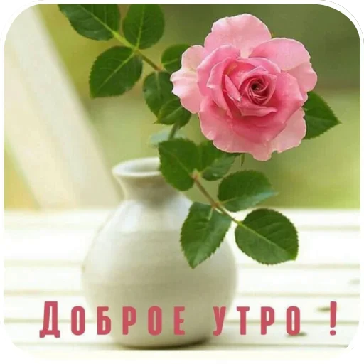 🌸 Стикер «Открытки» для Telegram
