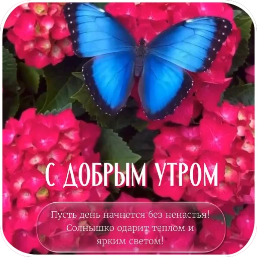🌸 Стикер «Открытки» для Telegram