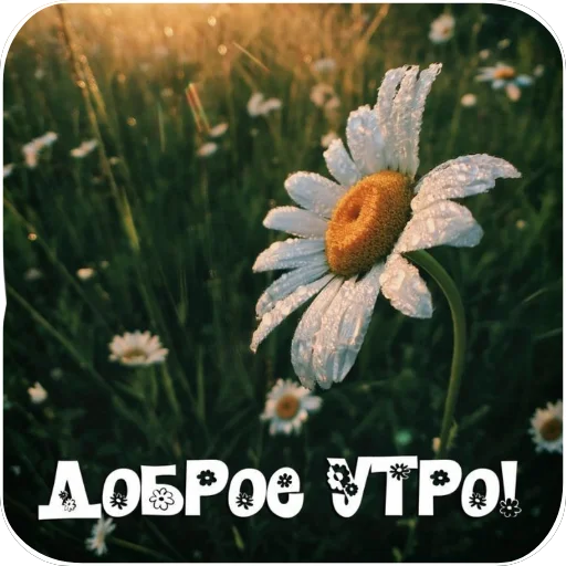 🌸 Стикер «Открытки» для Telegram