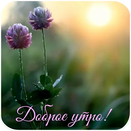 🌸 Стикер «Открытки» для Telegram