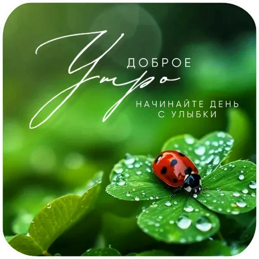 🐞 Стикер «Открытки» для Telegram