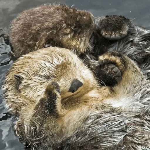 😴 Стикер «Выдры» для Telegram