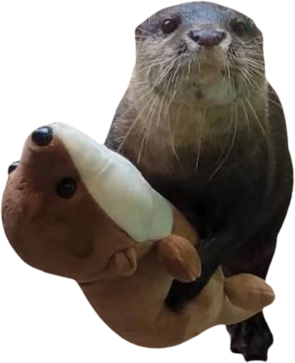 🧸 Стикер «Otters Gotta Ott 4» для Telegram