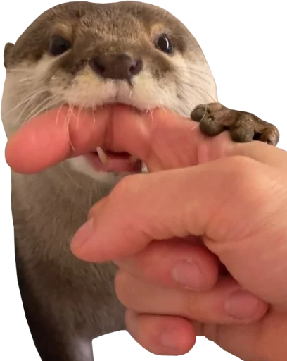 👈 Стикер «Otters Gotta Ott 4» для Telegram