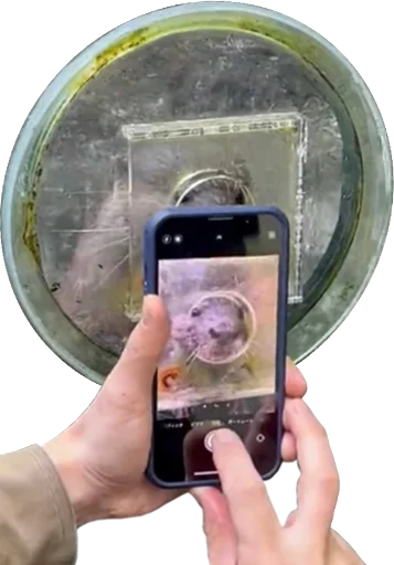 📸 Стикер «Otters Gotta Ott 4» для Telegram