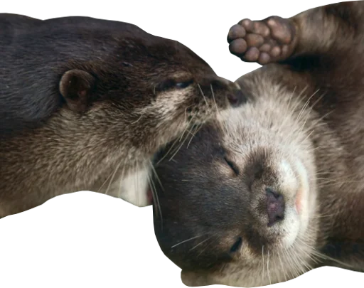👄 Стикер «Otters Gotta Ott 4» для Telegram