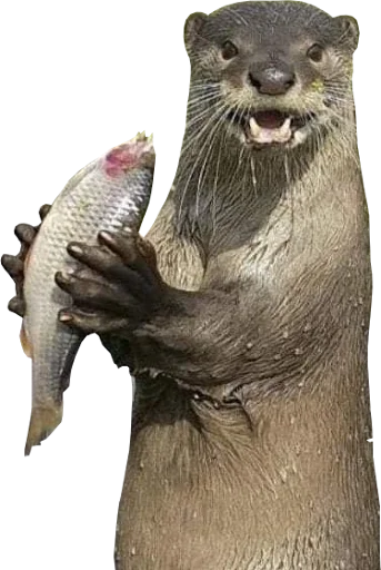 😀 Стикер «Otters Gotta Ott 4» для Telegram