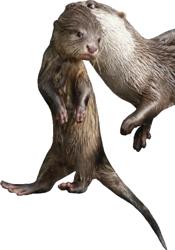 👶 Стикер «Otters Gotta Ott 4» для Telegram