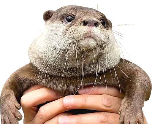 👐 Стикер «Otters Gotta Ott 4» для Telegram