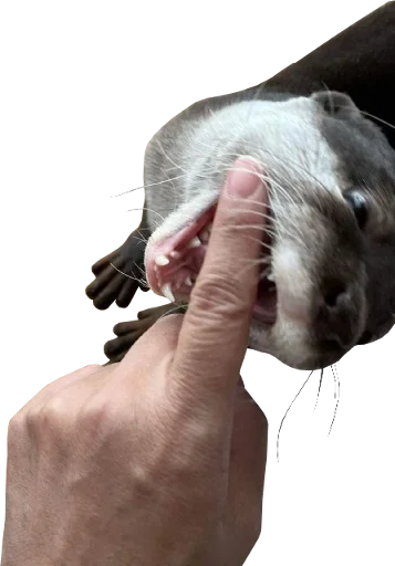 👆 Стикер «Otters Gotta Ott 4» для Telegram