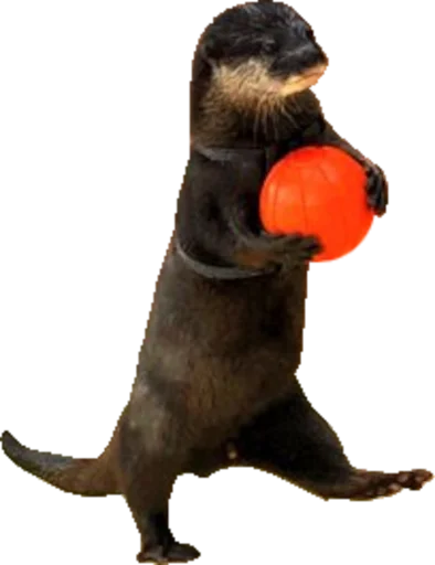🏀 Стикер «Otters Gotta Ott 4» для Telegram