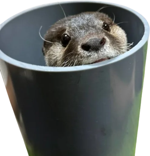 🦦 Стикер «Otters Gotta Ott 4» для Telegram